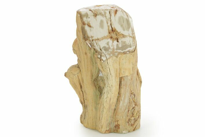 Triassic-Age Petrified Wood Log - Madagascar #379257